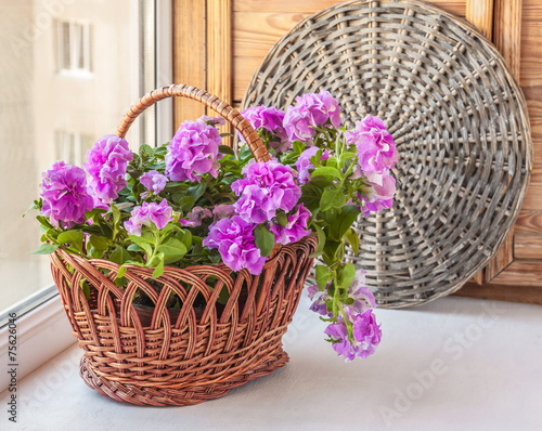 Double petunia in a basket on window