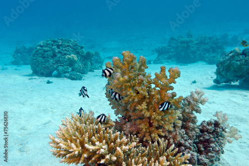 coral reef with exotic fishes white-tailed damselfish