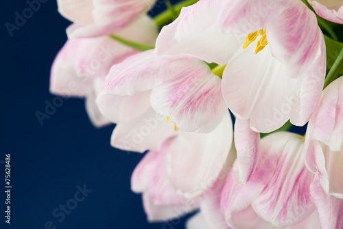 Fototapeta Naklejka Na Ścianę i Meble -  Pink tulips in vase on dark blue background