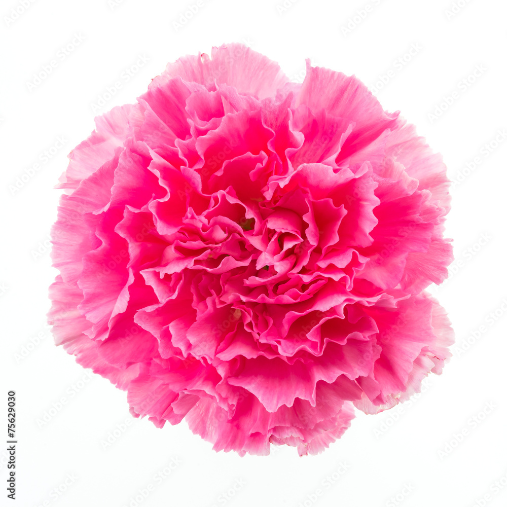 Pink flower Pink flower