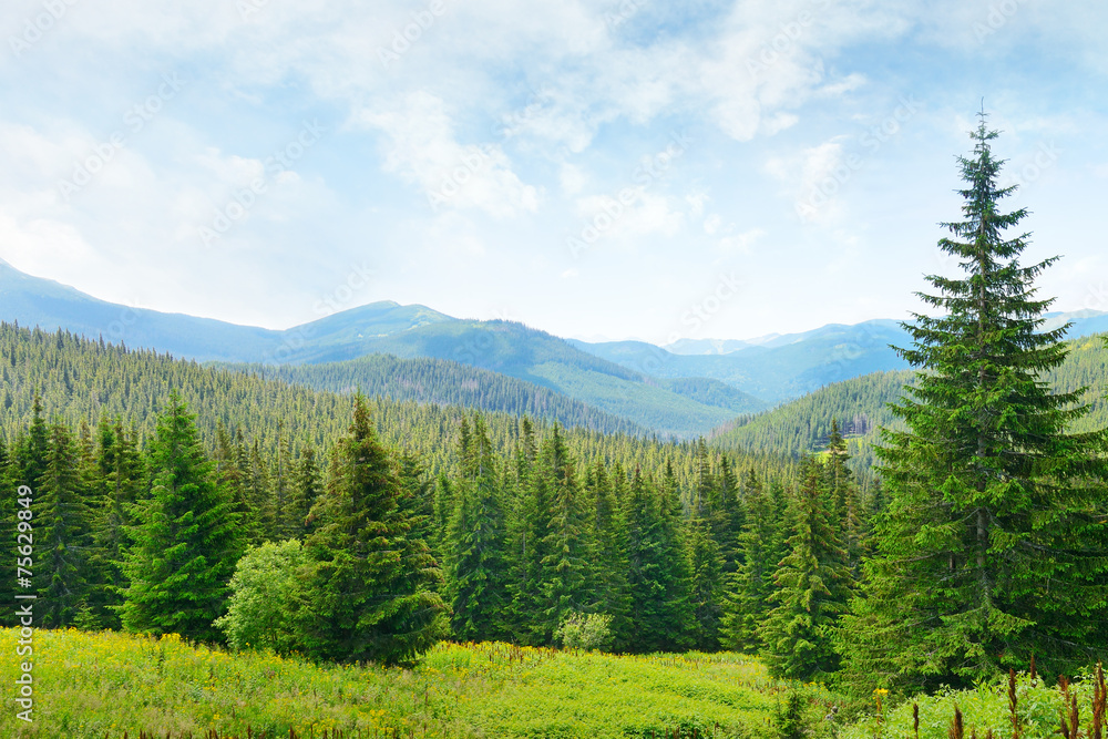 Beautiful pine trees on background high mountains.