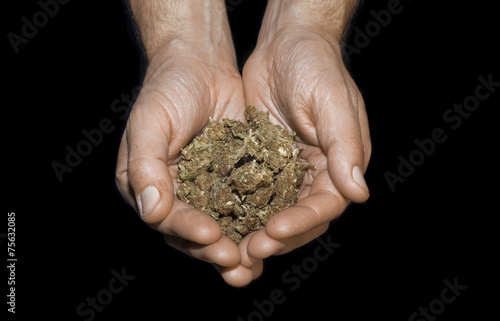 Hands holding marijuana