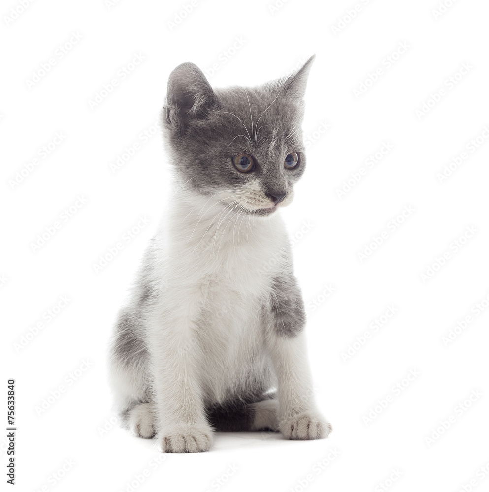 funny kitten on a white background isolated