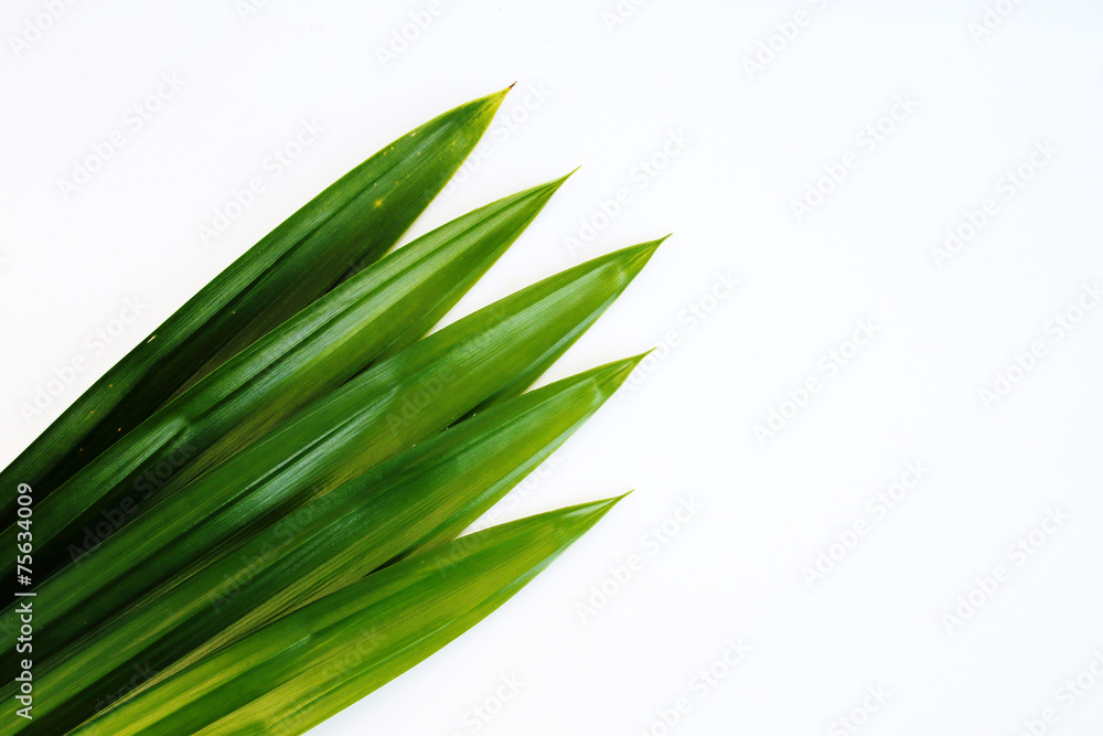 Obraz premium pandanus leaf