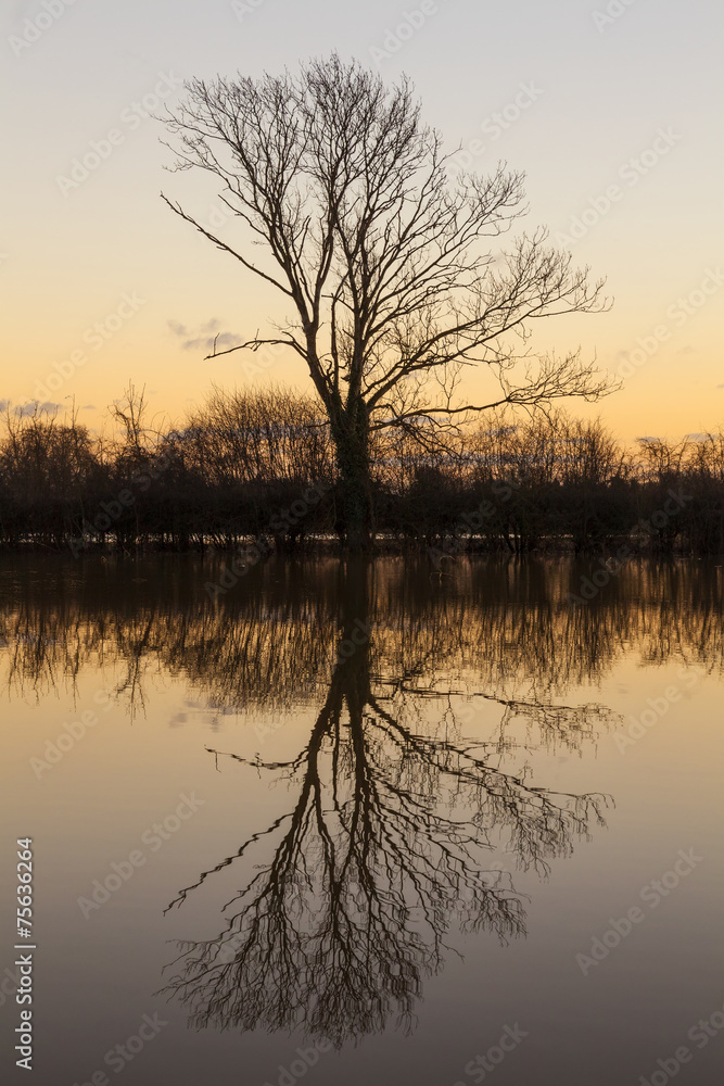 Tree Lake Reflection Sunset or Sunrise
