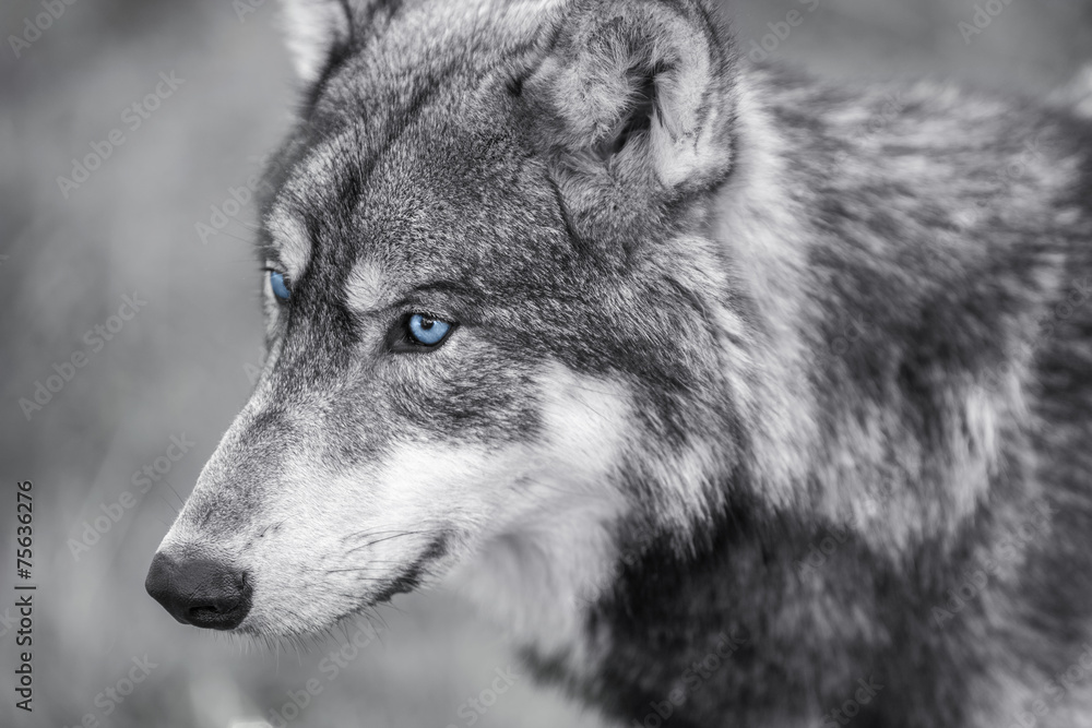 Naklejka premium North American Gray Wolf WIth Blue Eyes