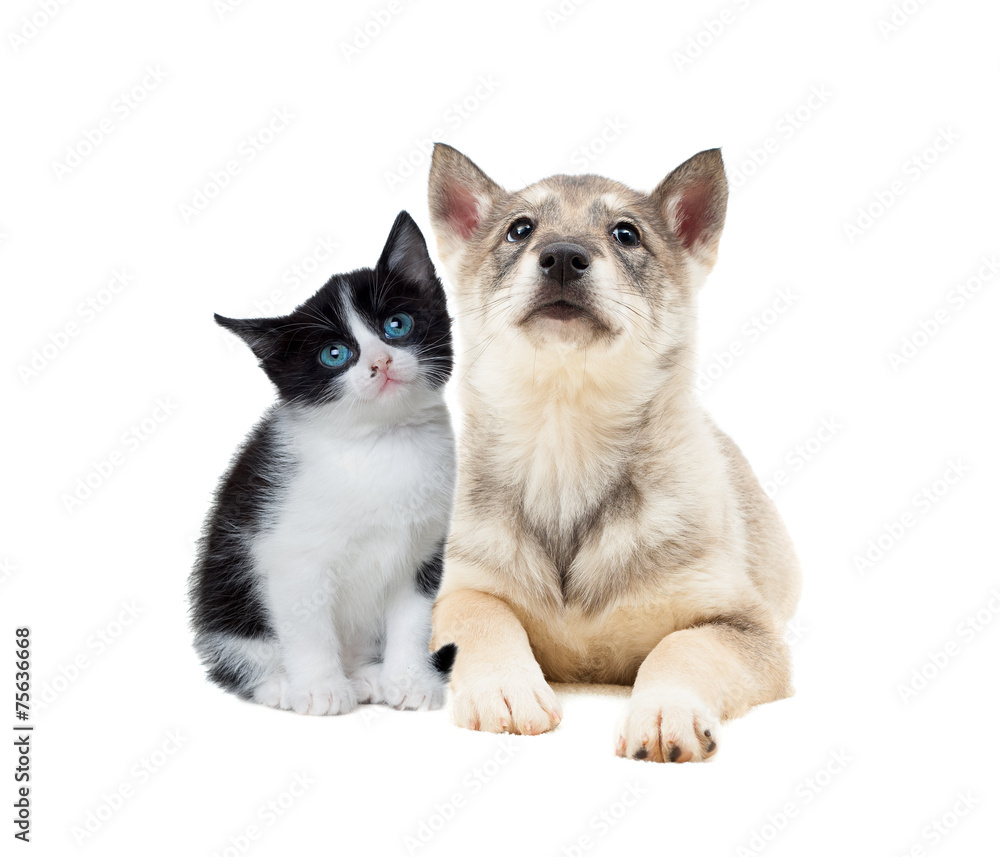 Obraz premium cute puppy and kitten