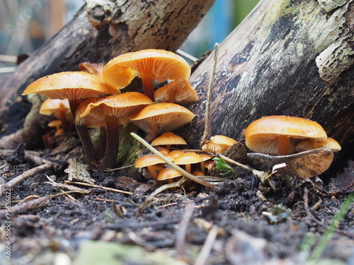 enoki mushroom
