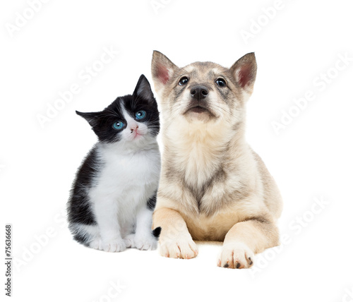 Fototapeta Naklejka Na Ścianę i Meble -  cute puppy and kitten