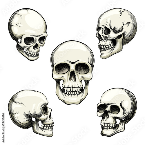 views of human skull