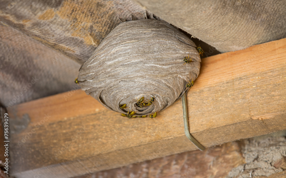 Fototapeta premium Wasp's nest below asbestos roof