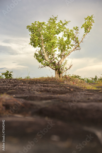 Alone Tree