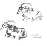 Mountain goat.Animal sketch