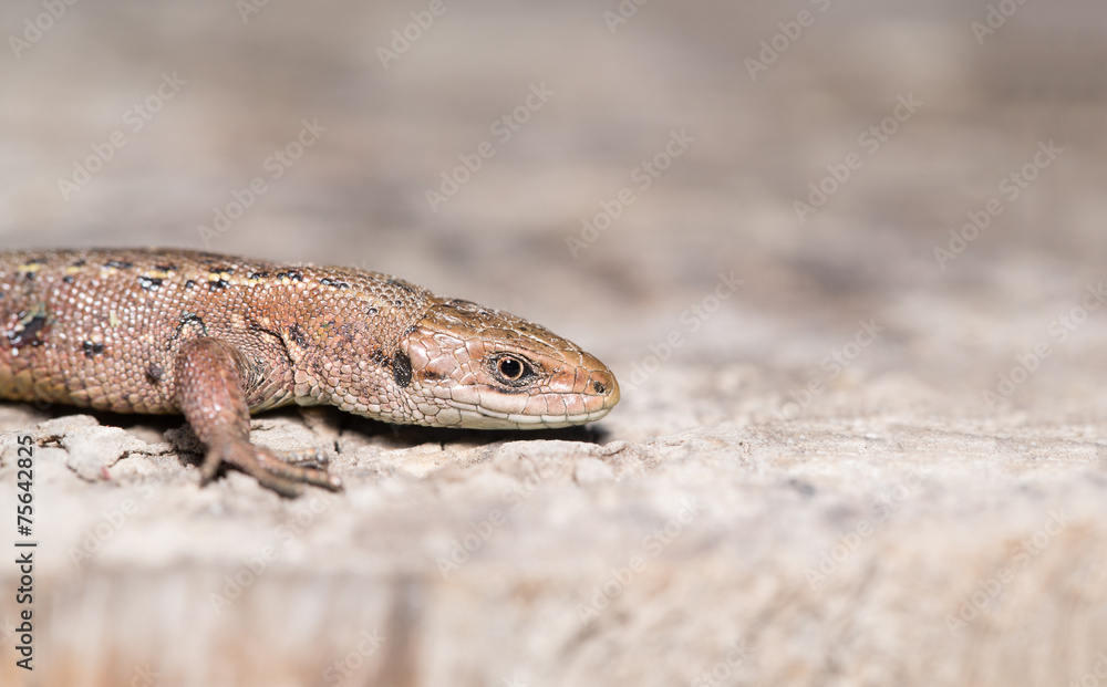 Naklejka premium Lizard on wood surface