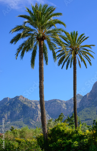 Two palms