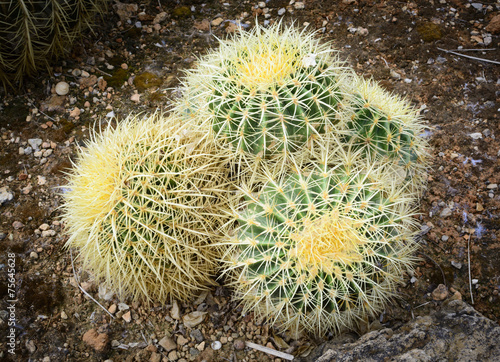 Small pillow like cacti  Mallorca  Spain.