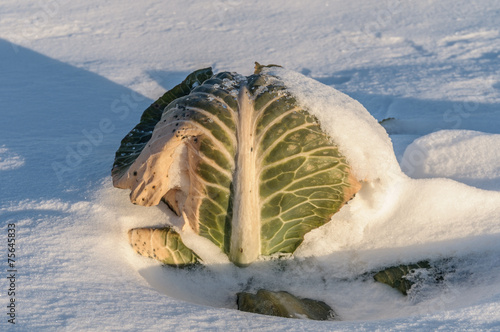 Cabbage on a snow-covered field