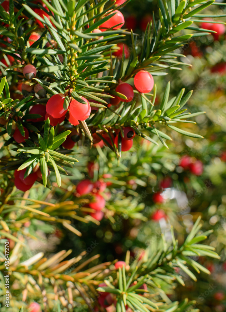 Red juniper berries on twig