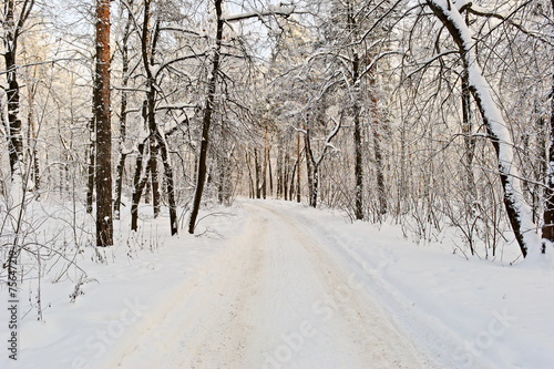 Snow-covered path in the winter forest