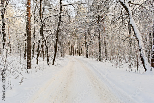 Snow-covered path in the winter forest © iscander