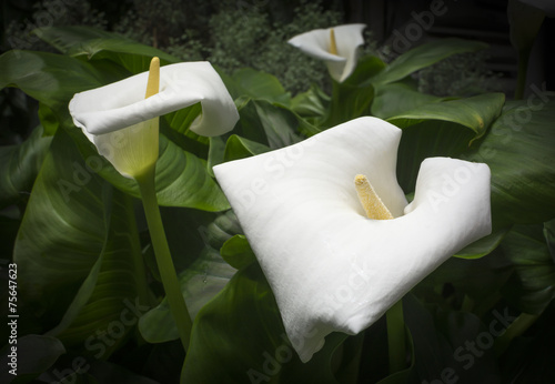 Three White Callas photo