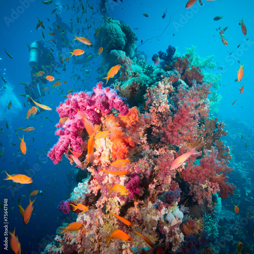 A scuba diver swimming underwater with fishes