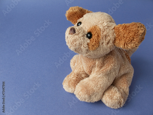 Cute puppy on blue background