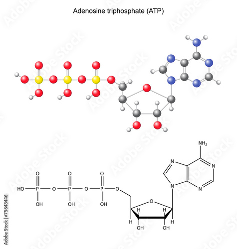 Structural chemical formula and model of adenosine triphosphate