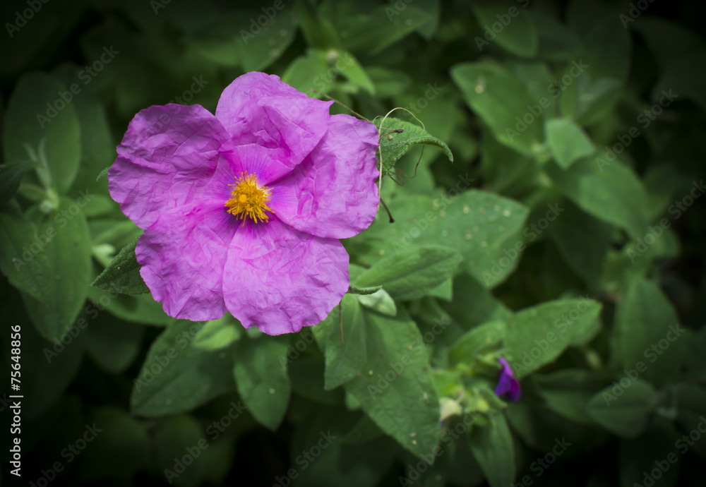 Soft hairy rockrose Cistus creticus horizontal Soft hairy rockrose Cistus creticus horizontal
