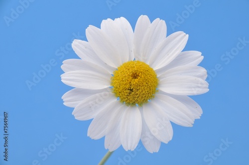 White  daisy on a blue background