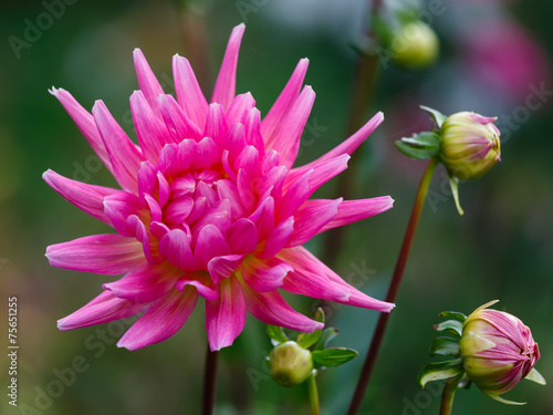 Fototapeta Naklejka Na Ścianę i Meble -  Dark pink dahlia