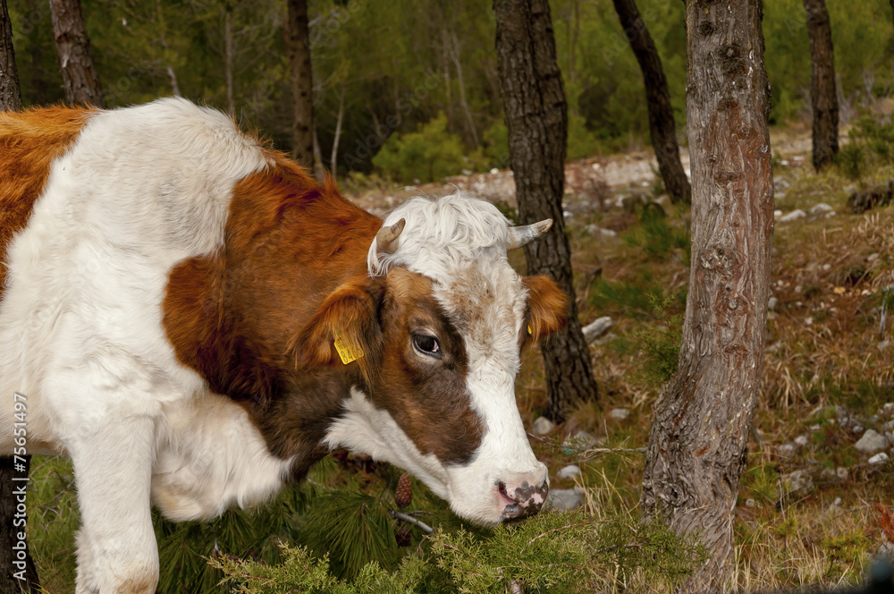 Beef calf grazing at the Biokovo mountain slopes - 4729