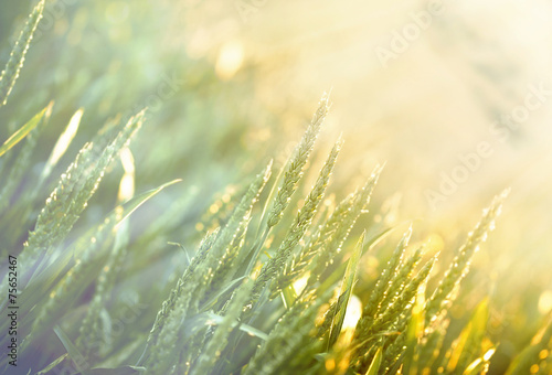 Wheat field early in morning