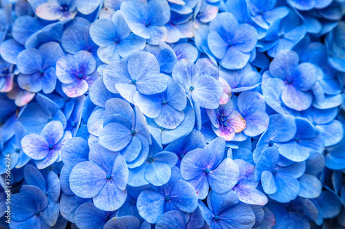 Unusual blue flowers photo