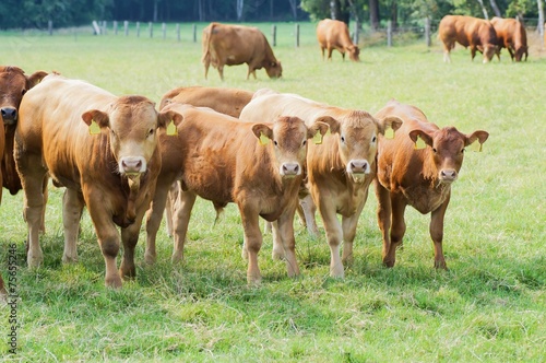 Junge Limousin Rinder und Bullen auf einer eingezäunten Weide