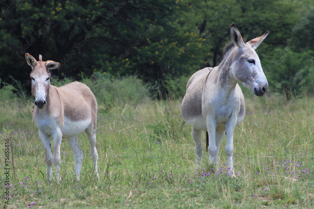 Farm Donkeys