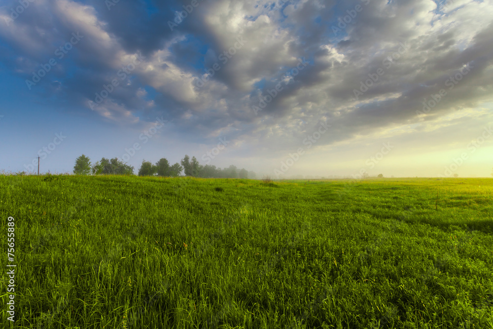 Obraz premium sunset in spring forest