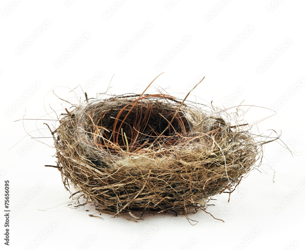 Obraz premium Empty nest
