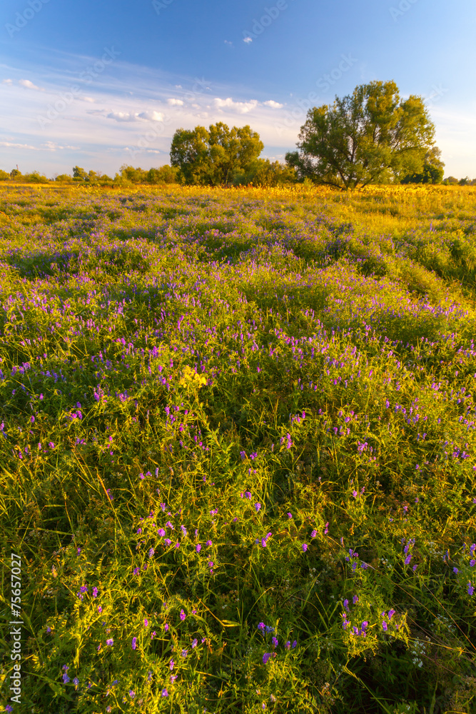 sunset in spring forest sunset in spring forest
