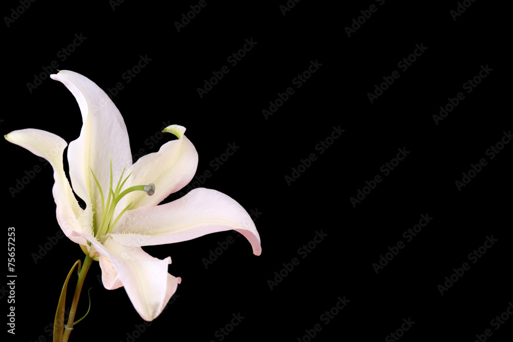 Beautiful lily isolated on black Beautiful lily isolated on black