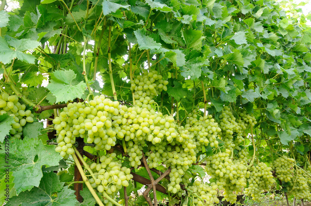 row of green grape row of green grape