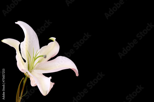 Fototapeta Naklejka Na Ścianę i Meble -  Beautiful lily isolated on black