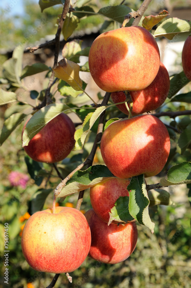 Branch with many red apples Branch with many red apples
