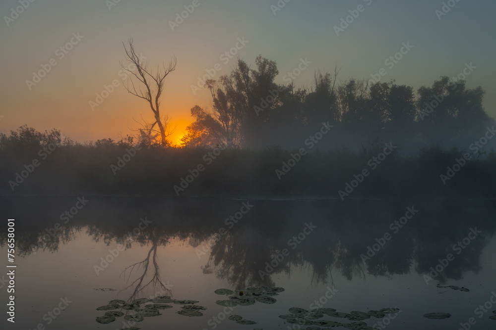 Reflection of trees on the shore at sunrise rays