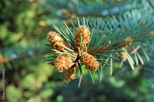 Several buds at the branch of the blue spruce