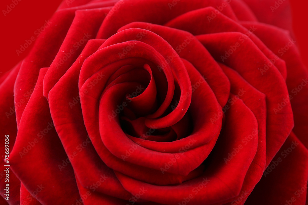 Beautiful red rose close-up Beautiful red rose close-up