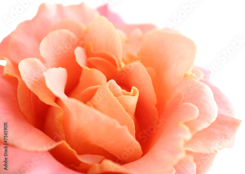 Beautiful orange rose close-up © Africa Studio