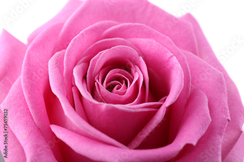 Wallpaper Mural Beautiful pink rose close-up Torontodigital.ca