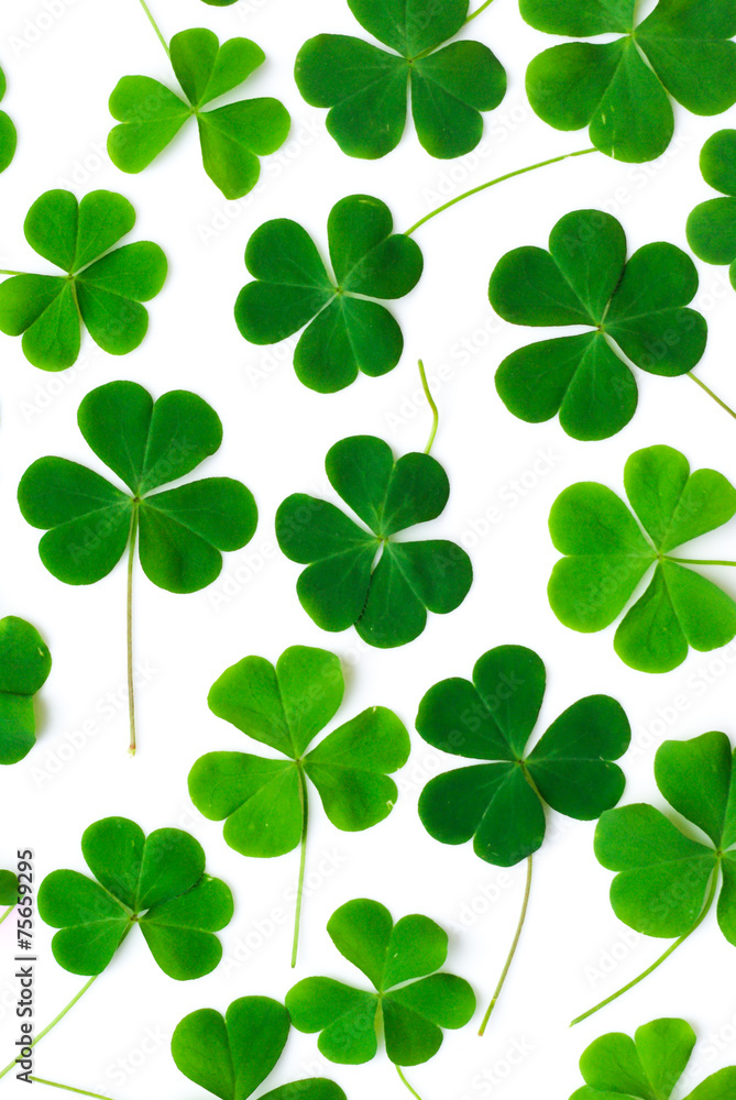 Bear Clover Leaf Green, background Bear Clover Leaf Green, background