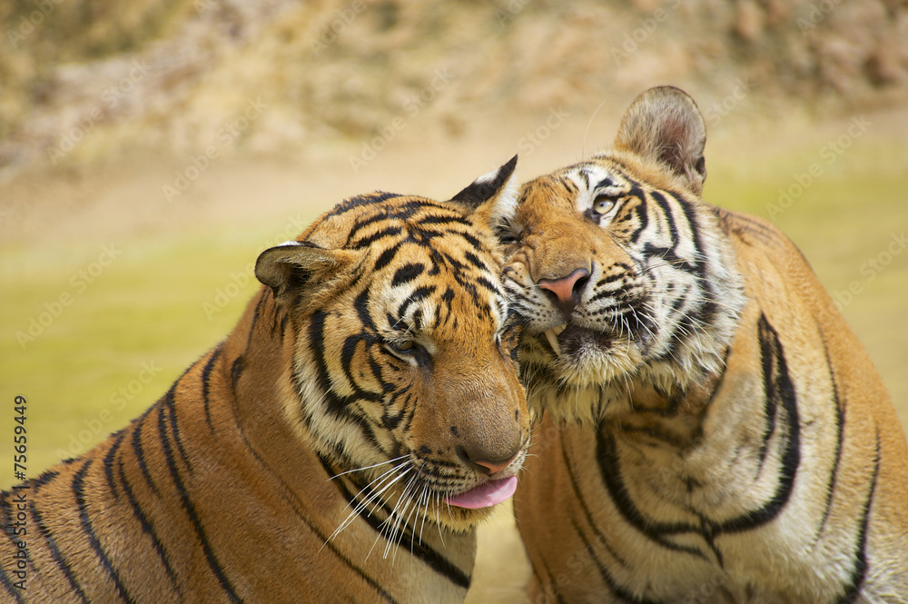 Two tigers rub cheeks. Two tigers rub cheeks.